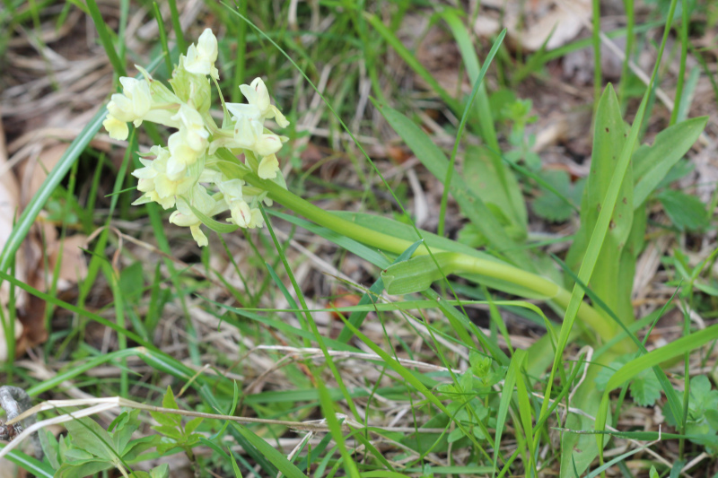 mani giunte e corna - Dactylorhiza sambucina